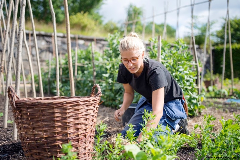 4 herbicidas naturales para usar en su jardín 