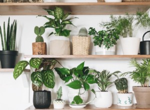 5 plantas de interior con poca luz perfectas para habitaciones con poca luz 