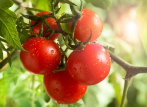 Conserve sus tomates adicionales con este truco súper simple 