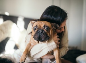 8 trucos sencillos para problemas complicados de mascotas 