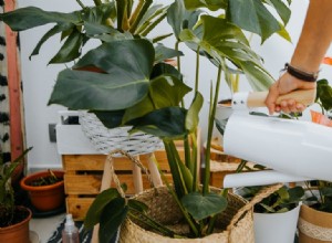 Cómo mantener vivas tus plantas durante el invierno, ya sea que estén al aire libre o en tu casa 