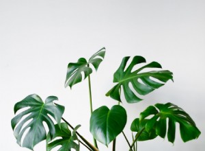 5 plantas de interior que crecen altas y hacen una gran declaración 