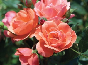 Las 12 rosas más fáciles de cultivar para un hermoso jardín de bajo mantenimiento 