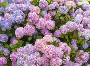 7 flores y arbustos de jardín populares para plantar este otoño, incluida nuestra nueva variedad favorita de hortensias 