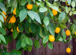 Cómo cultivar un árbol de limón Meyer en interiores o exteriores 