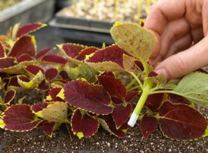 Cómo propagar sus plantas de interior para expandir fácilmente su colección de forma gratuita 