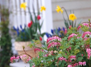 Planifique su jardín con nuestra guía de plantas con flores perennes por temporada 