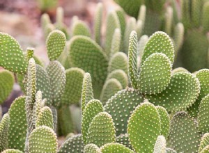 cultivar plantas del desierto 