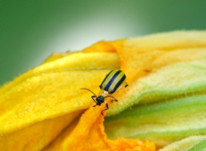 Cómo deshacerse de los escarabajos del pepino en sus plantas 