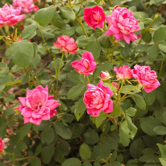 Las mejores rosas para el noreste 