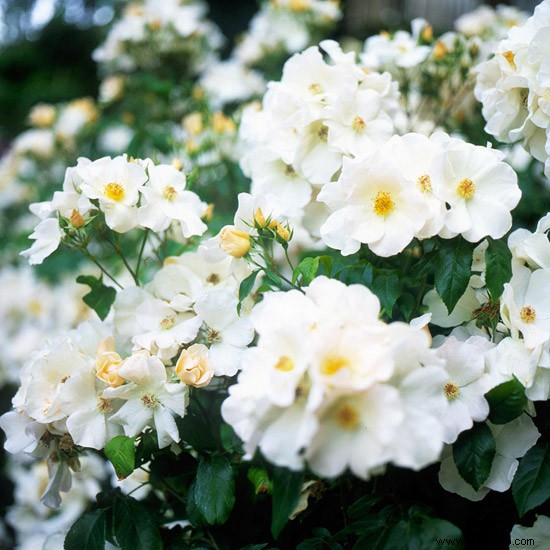 Las mejores rosas para el noreste 