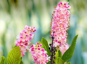 Consejos para ahorrar dinero en el jardín 