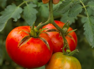 10 enfermedades comunes de las plantas de tomate a tener en cuenta 