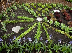 Los veranos son el momento perfecto para plantar vegetales de otoño:así es como se hace 