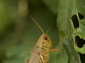 Cómo evitar que los saltamontes se coman todas tus plantas 