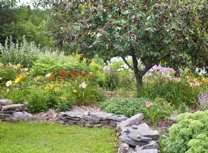 Cultive las plantas perennes más hermosas año tras año con estos 11 consejos esenciales 