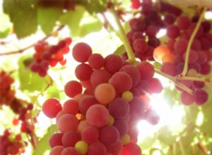 Cómo cultivar uvas para jalea, jugo y más 