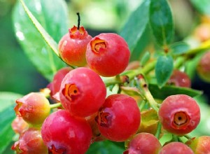 Cultiva tu propia limonada rosada de arándanos 