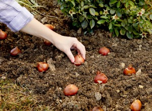 Esto es lo que se debe plantar en otoño para tener el jardín de primavera más bonito 