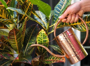 3 razones por las que las hojas de tus plantas de interior se vuelven marrones en las puntas 