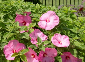 Aquí le mostramos cómo disfrutar el aspecto tropical del hibisco, incluso donde se congela 