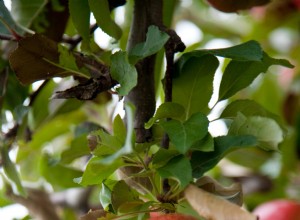 Sí, puede plantar semillas de manzanas compradas en la tienda:así es como 