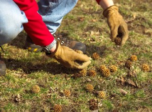 ¿Qué árboles producen bolas redondas puntiagudas? Aquí está cómo identificarlos 