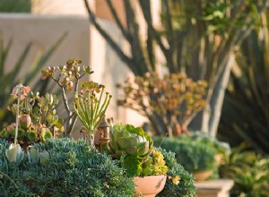 ¿Cuáles son las mejores plantas para una casa que da al oeste? 