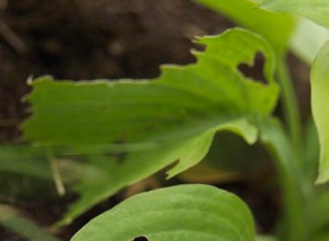 ¿Agujeros en tus hostas? Las babosas son probablemente las culpables 