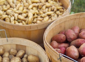 Cómo cultivar papas que prosperarán en un lugar soleado en su jardín 