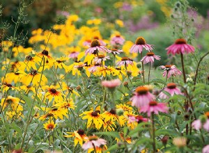 ¿Cuándo puedo plantar con seguridad mis flores anuales en el jardín? 