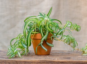 Es tan fácil convertir bebés de plantas de araña en más plantas de interior:así es como 