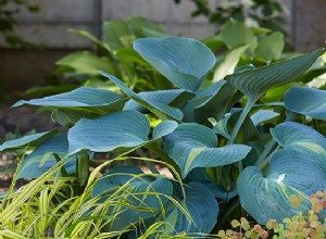 Insectos comiendo Hostas 