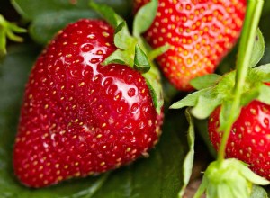 Cómo cultivar fresas deliciosas que sabrán mucho mejor que las que se compran en la tienda 