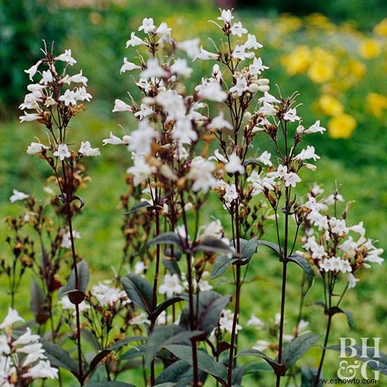 6 plantas perennes de larga floración 