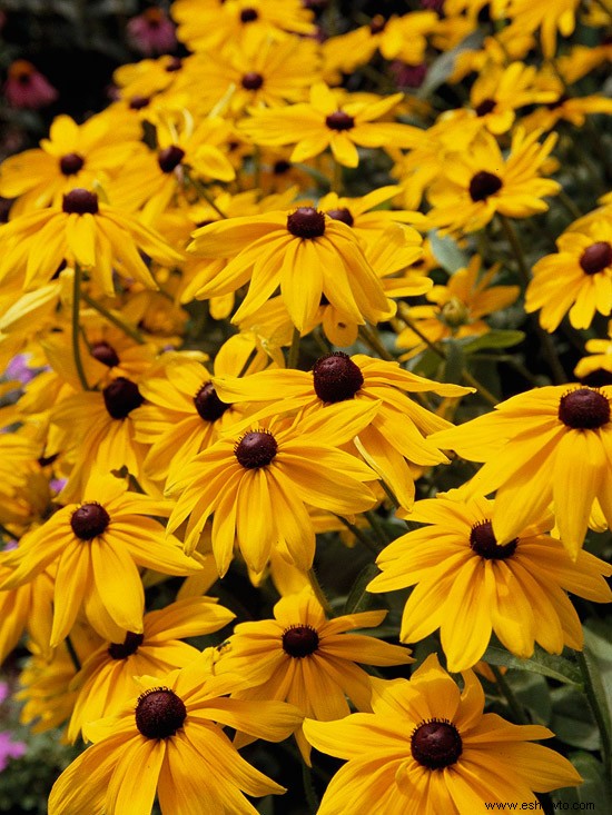 6 plantas perennes de larga floración 