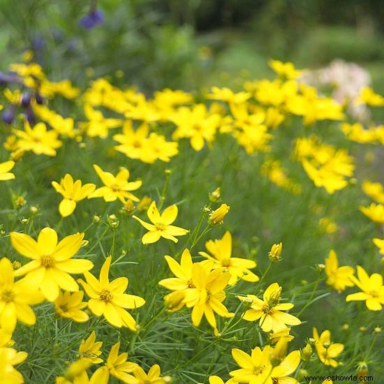 6 plantas perennes de larga floración 