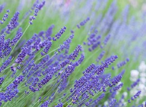 Cómo cultivar lavanda para obtener aromas y sensaciones celestiales 