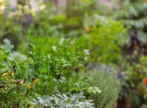 Plantas de perejil y cómo cultivarlas en interiores o exteriores 