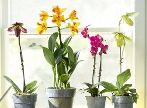 Consejos de riego de orquídeas para hermosas flores y un crecimiento saludable 