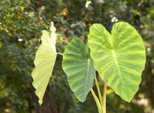 Cómo crear hermosos maceteros tropicales y jardines en macetas 