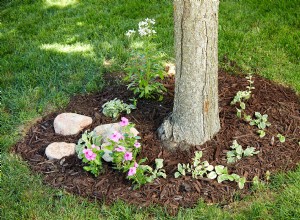 3 consejos para paisajismo debajo de los árboles para vestir su jardín 