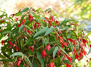 Cuidado de las plantas y variedades de begonias que debes probar 