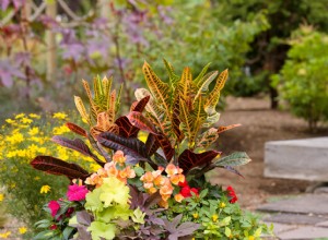 Cómo plantar un jardín en contenedores en 6 sencillos pasos 