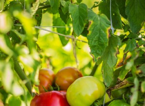 Consejos para cultivar tomates en macetas colgantes para obtener resultados frescos y jugosos 