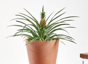 Las nuevas plantas de piña de Bloomscapes son una manera adorable de agregar un toque tropical a su decoración 