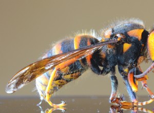 El miedo a los avispones gigantes asiáticos amenaza a las abejas y avispas útiles, dicen los expertos 