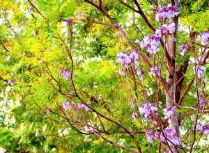 Por qué nunca deberías plantar un árbol de la emperatriz china en tu jardín 