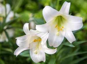 Cómo cultivar y cuidar los lirios de Pascua para disfrutar de sus hermosas flores 