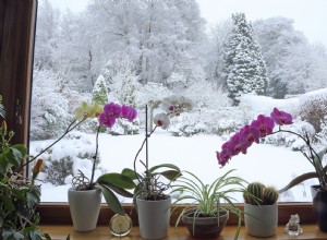 ¿Deberías usar nieve para regar tus plantas de interior? Esto es lo que dicen los expertos 